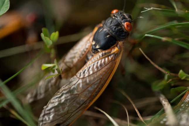 A cicada walks through the grass in Bloomington, Indiana on May 21, 2021.