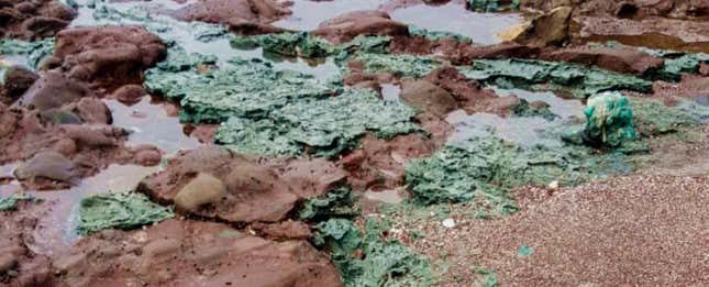 Encuentran en una remota isla paradisíaca rocas formadas por el exceso de contaminación plástica