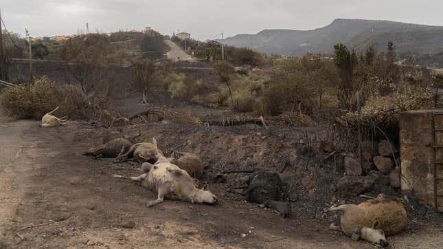 Dead sheep are on a road near the center of the town of Cuglieri on July 26, 2021.