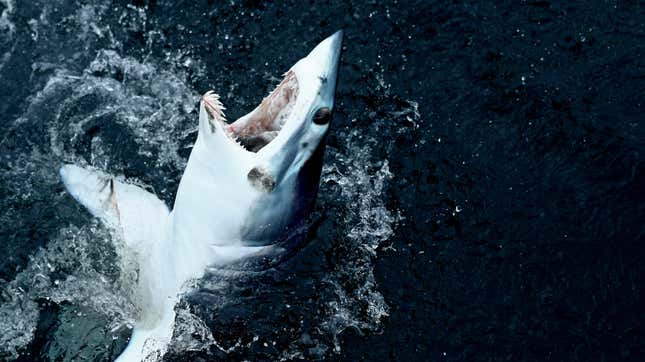 The mako shark flopped around the boat’s bow for about 2 minutes before wriggling free.