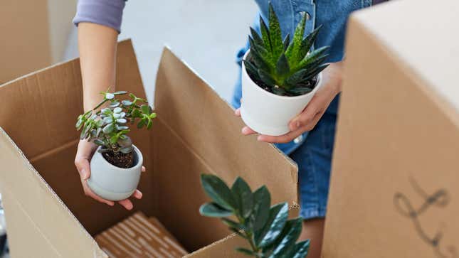 Image for article titled How to Move Plants to Your New Home Without Killing Them