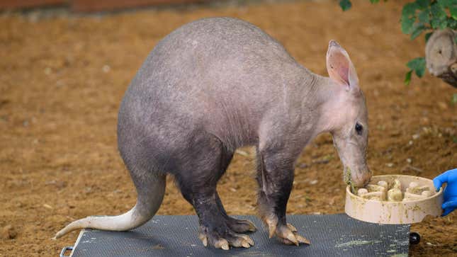 An aardvark getting weighed.