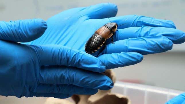 Una de las cucarachas gigantes encontradas en el equipaje de dos viajeros alemanes acusados de intentar pasarlas de contrabando ilegalmente a Europa.