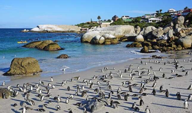 Un enjambre de abejas mata a 63 pingüinos de una especie en peligro de extinción