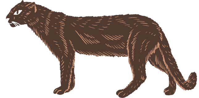 Gulf Coast jaguarundi