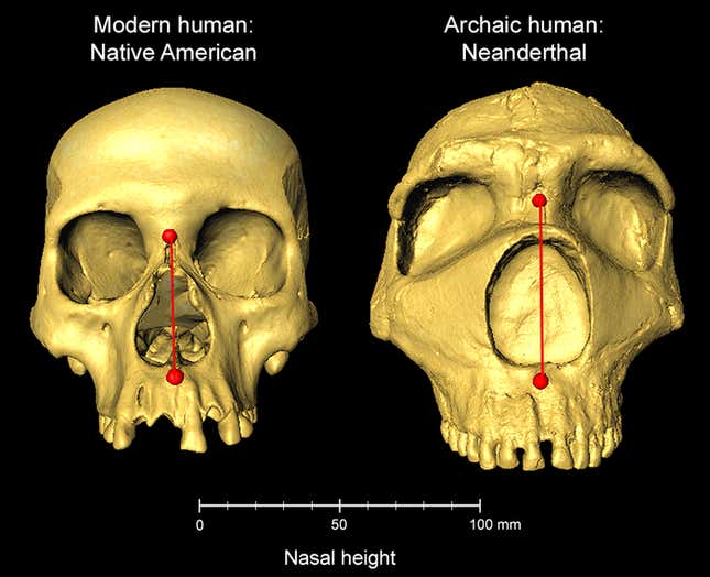 Measurements of the nasal heights of a modern human and a Neanderthal.