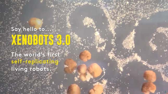 A screenshot from a video of the xenobots in a petri dish collecting stem cells for kinematic replication.