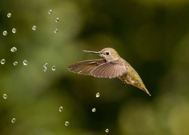 A light green hummingbird investigates water droplets.