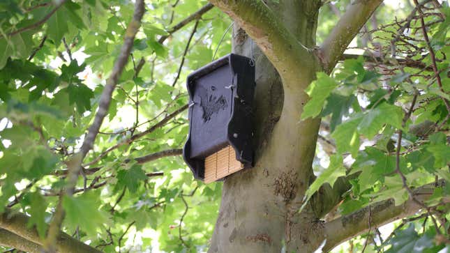 Image for article titled How to Attract Bats to Your Yard (and Why You&#39;d Want To)