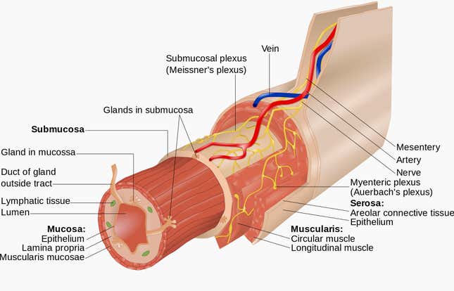 Layers of the gastrointestinal tract.