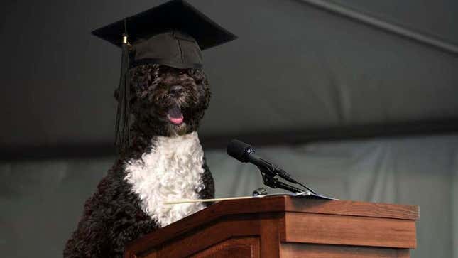 Image for article titled The Onion Looks Back At The Life And Legacy Of First Dog Bo Obama
