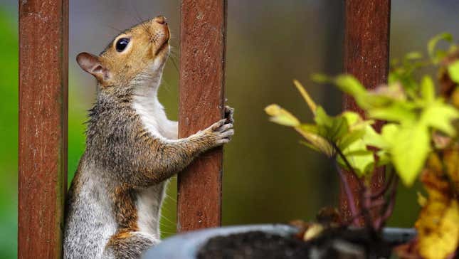Squirrel on fence, looking at potted plant