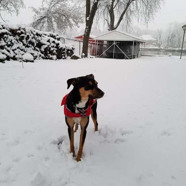 Roxy’s first snowfall.
