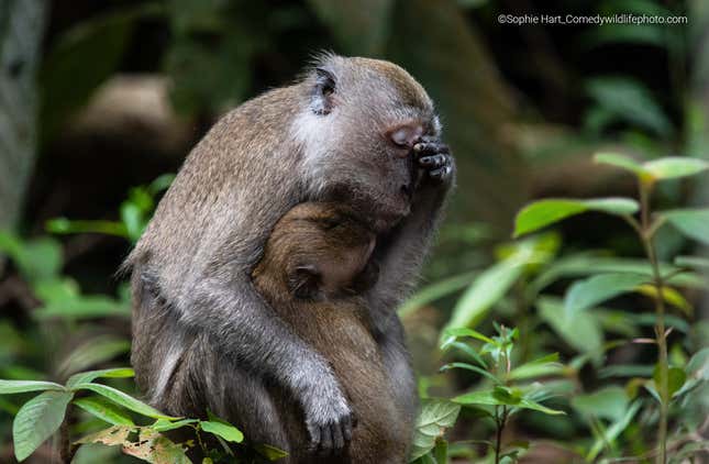 A macaque holds her head, and her child.