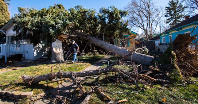 A person walking in front of a tree that fell on a house.