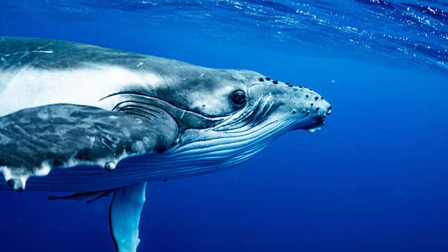 Imagen para el artículo titulado Qué hacer si alguna vez te traga una ballena (como le pasó a un pescador de langostas)