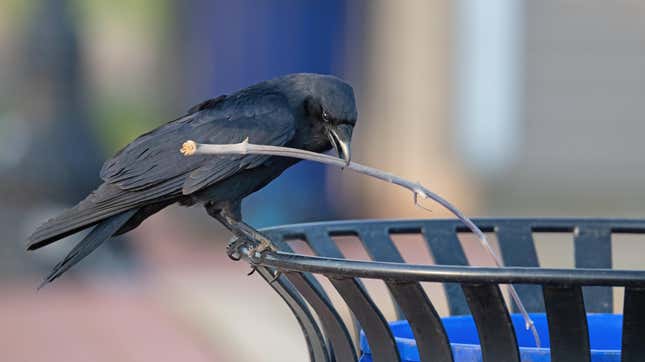 Crows are known to solve puzzles and use tools to get food.