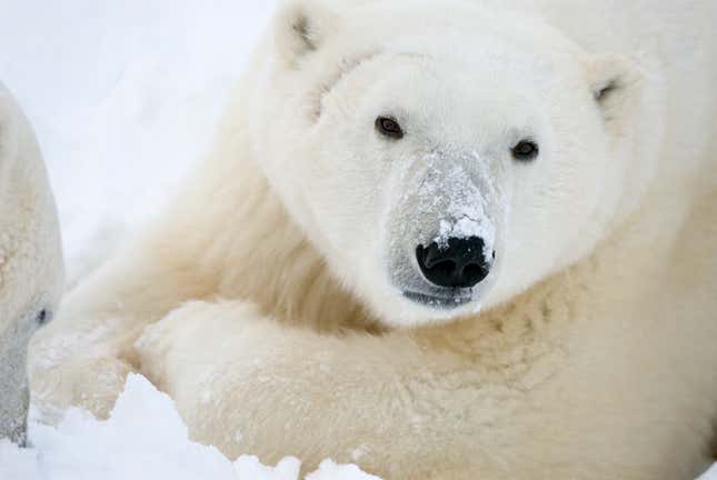 A close up shot of a polar bear with snow on its nose.