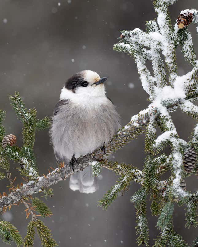 A Canada Jay on a snowy branch.