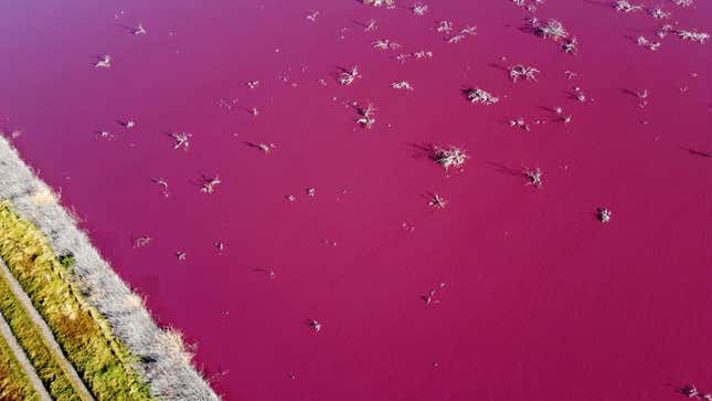 Image for article titled Pollution Turns an Argentinian Lake Bright Pink