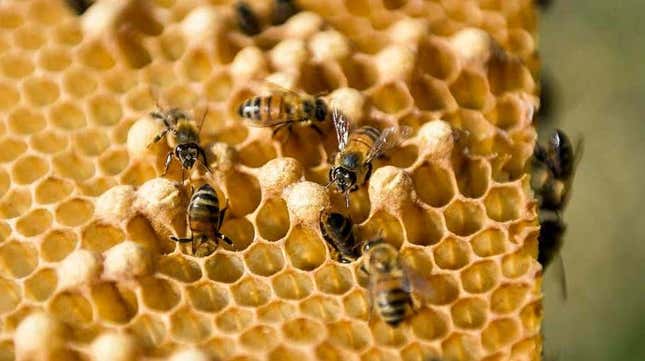 Imagen para el artículo titulado La esperanza de vida de las abejas se ha reducido a la mitad de lo que vivían en los 70