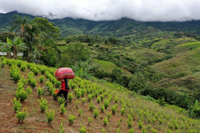 A coca collector in the field