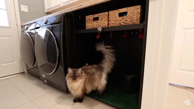 Photo of a cat in a laundry room