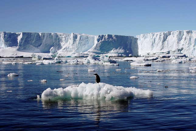A penguin stands atop a block of melting ice in East Antarctica. (Reuters/Pauline Aski)