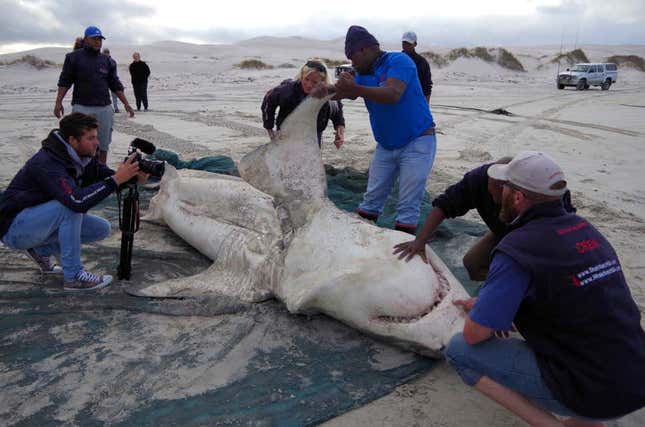 Imagen para el artículo titulado Dos orcas cerca de Sudáfrica están en guerra con los grandes tiburones blancos