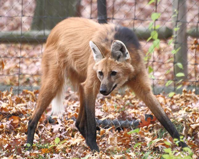 A maned wolf