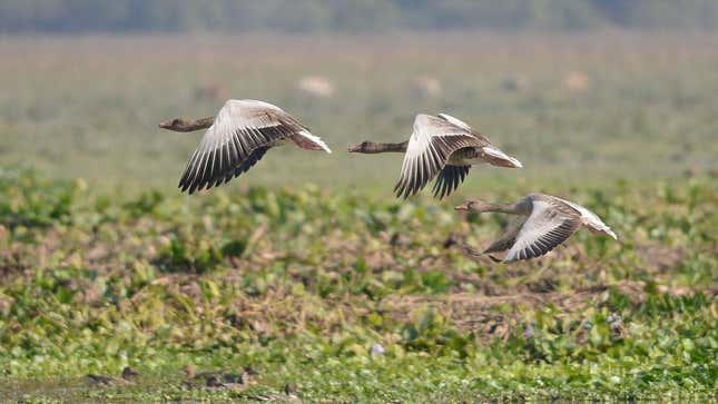 Geese flying over grass