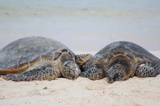 Green sea turtles used East Island as a nesting site. An estimated 19% of this year’s nests on East Island had not yet hatched and were swept away.