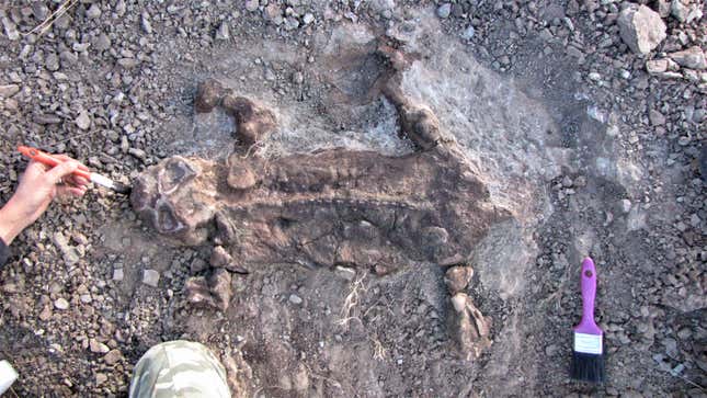 Juvenile Lystrosaurus murrayi skeleton with enveloping layer interpreted as mummified skin. 