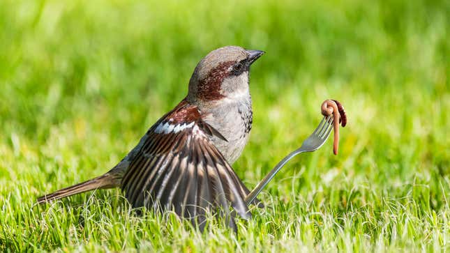 Image for article titled Nature Filmmaker Accused Of Staging Scene Where Bird Uses Tiny Fork To Twirl Worm Up Like Spaghetti