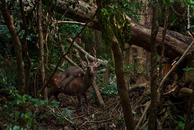 A macaque clings to the back of a sika stag in Yakushima, Japan.
