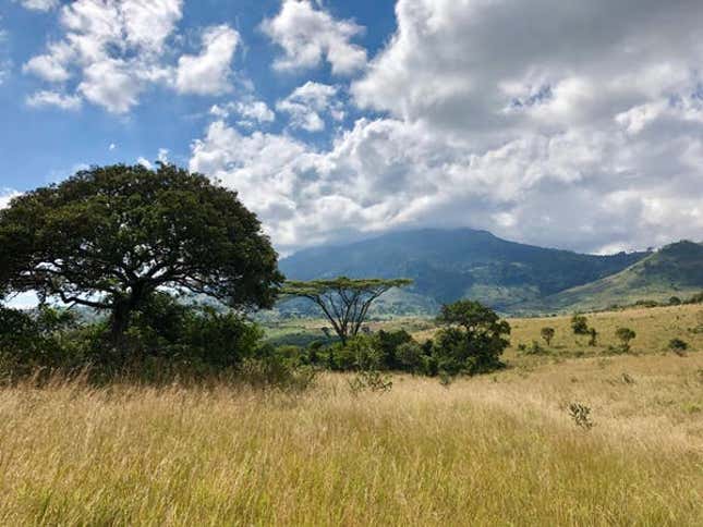 Gorongosa, Mozambique. The habitat here is open, well-lit and with few trees.