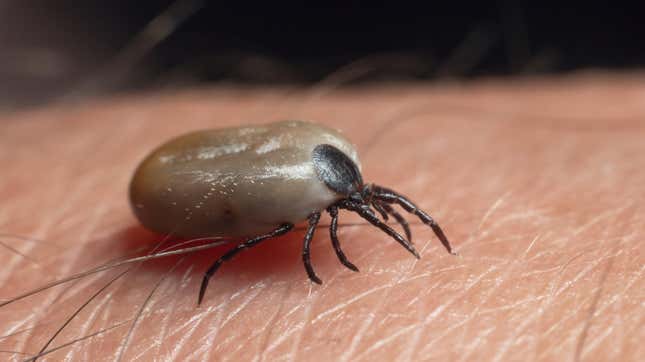 Image for article titled Lyme Disease Is Surging in Parts of the U.S., Insurance Data Suggests