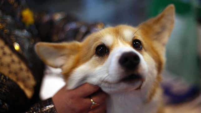 Imagen para el artículo titulado Los perros pueden saber cuándo les estás ocultando comida a propósito
