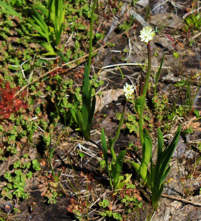 The plants growing in the bog.