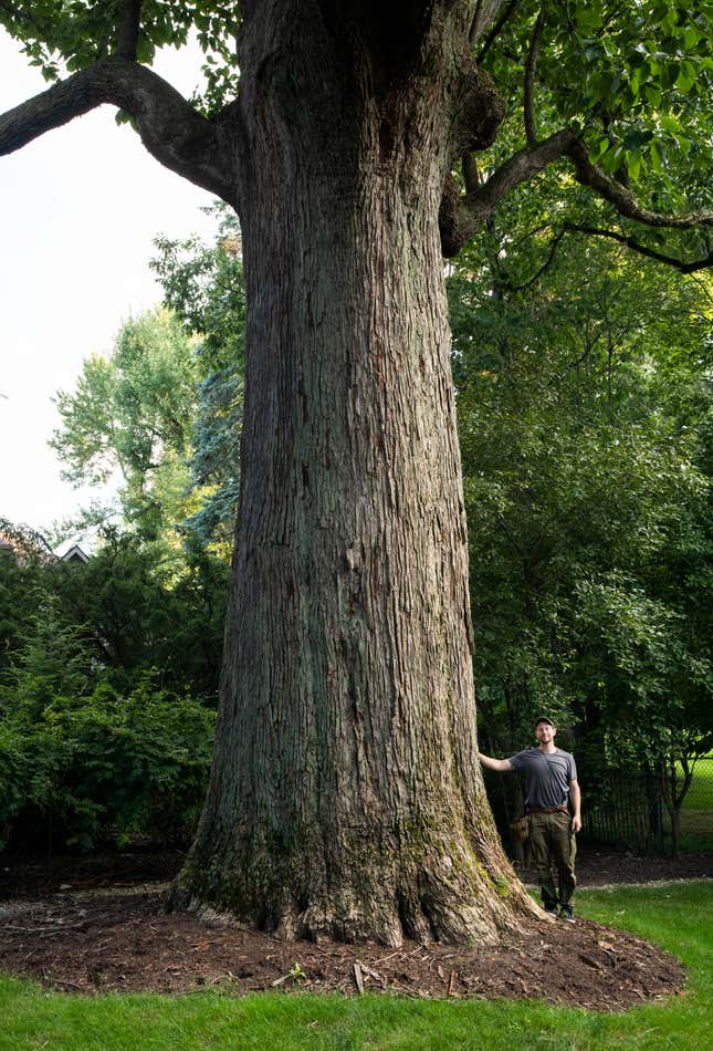 Brochure collector Brian Kelley is working on an ambitious photo archive of the largest tree species across the US.