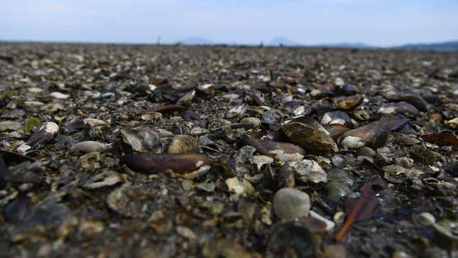 Imagen para el artículo titulado Mil millones de criaturas marinas murieron cocidas en la ola de calor del noroeste del Pacífico