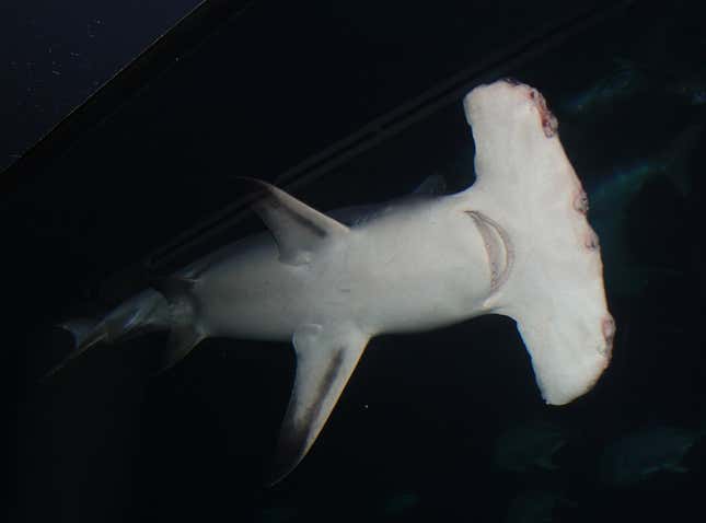 Imagen para el artículo titulado Niños acuden a un acuario para descubrir el maravilloso mundo marino. Vuelven traumatizados