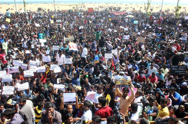 Chennai-Jallikattu-Bull-Narendra Modi