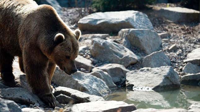 A bear, pictured reflecting on this whole sad affair.