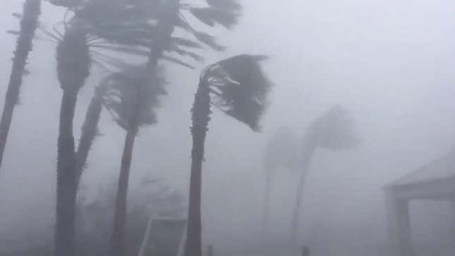 Palm trees battle intense wind in Panama City.