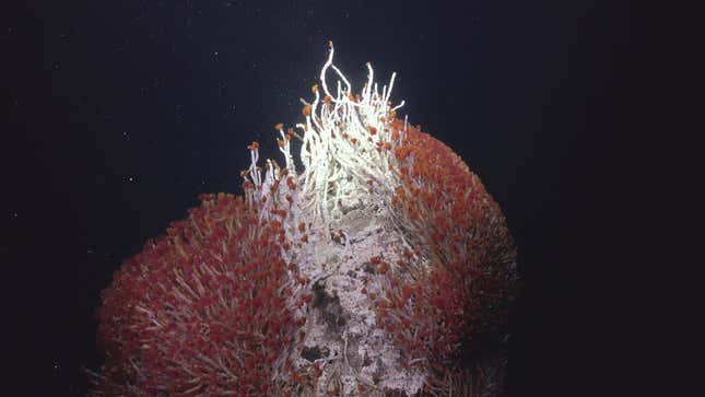 A hydrothermal vent displaying an abundance of red tube worms and white microbial mats. 