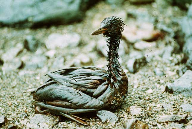 Image for article titled 30 years later, photos from the Exxon Valdez spill remain haunting