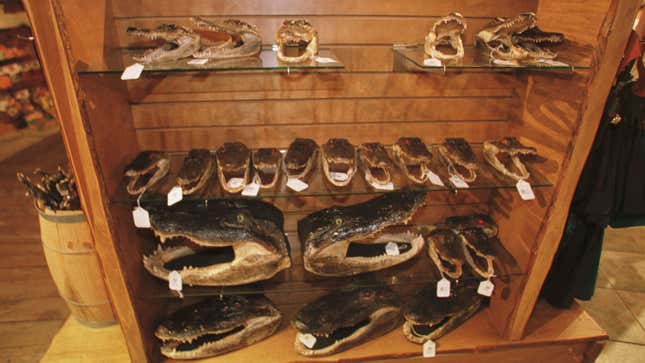 A collection of preserved alligator heads on display