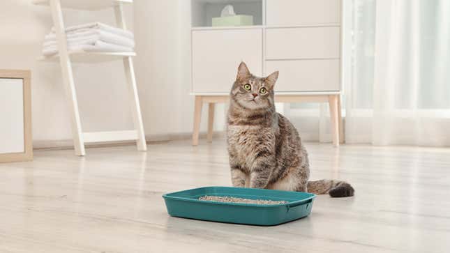 Image for article titled How to Hide the Fact That Your Cat Poops in a Box in Your House