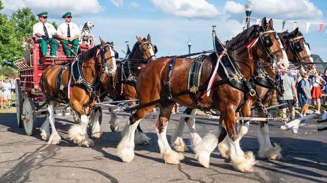 Budweisher Clydesdales drawing a wagon